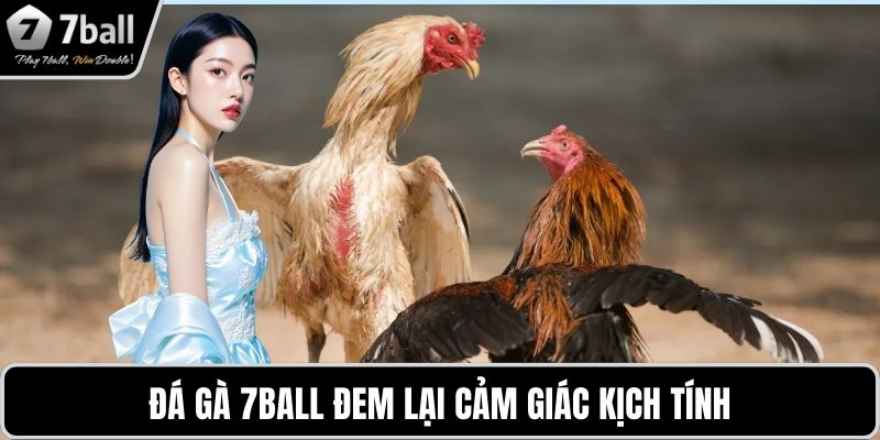 Đá gà 7BALL Đá gà 7BALL đem lại cảm giác kịch tính
