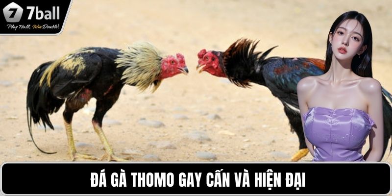 Đá gà 7BALL Đá gà thomo gay cấn và hiện đại