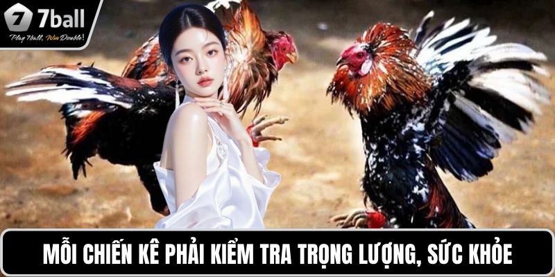 Mỗi chiến kê phải kiểm tra trọng lượng, sức khỏe
