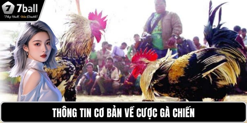 Thông tin cơ bản về cược gà chiến